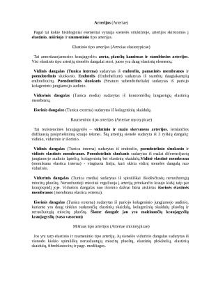 Histologija: širdies, kraujagyslių ir limfagyslių sistema. Paveikslėlis 3