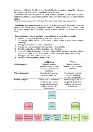 Histologija: širdies, kraujagyslių ir limfagyslių sistema. Paveikslėlis 6