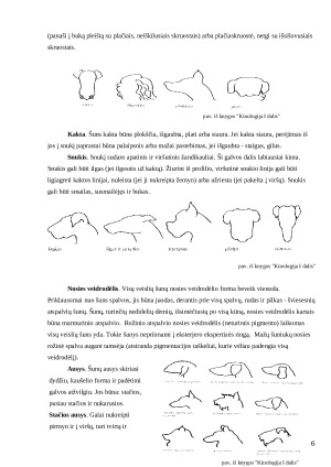 Šunų eksterjero vertinimo ypatumai Lietuvoje ir Pasaulyje. Paveikslėlis 6