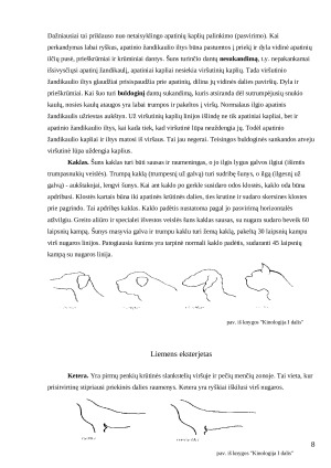 Šunų eksterjero vertinimo ypatumai Lietuvoje ir Pasaulyje. Paveikslėlis 8