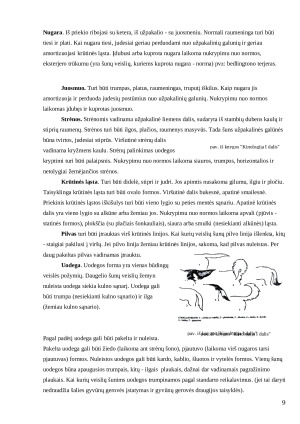 Šunų eksterjero vertinimo ypatumai Lietuvoje ir Pasaulyje. Paveikslėlis 9