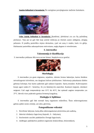 Šunų odos bakteriniai ir grybiniai susirgimai. Paveikslėlis 5