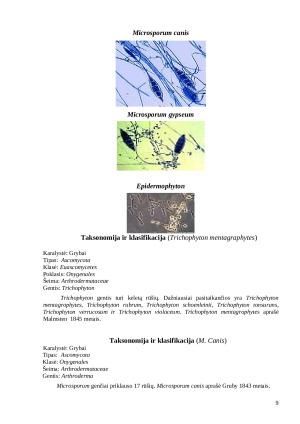 Šunų odos bakteriniai ir grybiniai susirgimai. Paveikslėlis 9