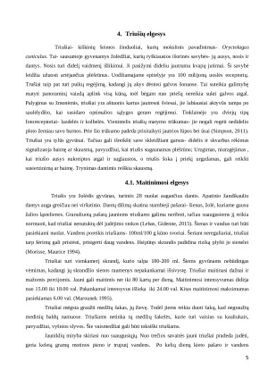 Triušių elgesio rūšys. Paveikslėlis 5