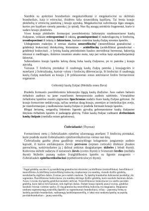 Žinduolių kraujo ir limfos formavimosi organai. Paveikslėlis 2