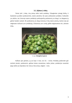 Verslo idėja „Kopūstėlis“. Paveikslėlis 9