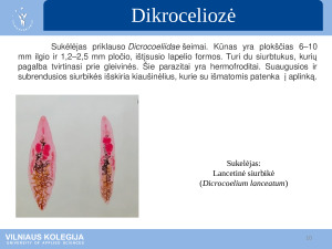Parazitinės ligos. Paveikslėlis 10