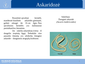 Parazitinės ligos. Paveikslėlis 6