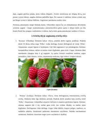 AVIEČIŲ AUGINIMAS. PRAKTINIO DARBO ATASKAITA. Paveikslėlis 5
