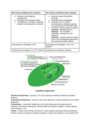 Ląstelinis kvėpavimas. Konspektas. Paveikslėlis 3