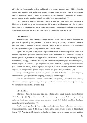 Šunų kraujo transfuzija. Recipiento kraujo morfologiniai pokyčiai po kraujo transfuzijos. Paveikslėlis 10