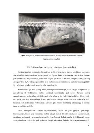 Šunų žarnyno nepraeinamumo etiologija ir pasireiškimas. Paveikslėlis 9