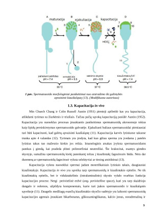 Atšildytos bulių spermos kapacitacijos tyrimas in vitro. Paveikslėlis 9
