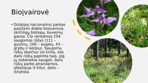 Dzūkijos nacionalinis parkas. Paveikslėlis 7