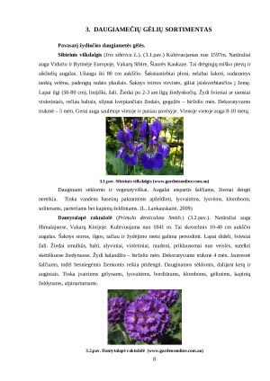 DAUGIAMEČIŲ GĖLIŲ SORTIMENTAS. Paveikslėlis 8