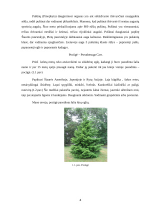 DEKORATYVIEJI AUGALAI MANO SODYBOJE. Paveikslėlis 4