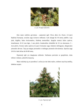 DEKORATYVIEJI AUGALAI MANO SODYBOJE. Paveikslėlis 5