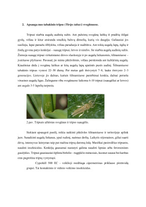 Insekticidų parinkimas lauko ir daržo augalų kenkėjams naikinti. Paveikslėlis 5