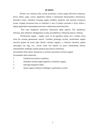 PRIESKONINIAI AUGALAI. Paveikslėlis 5