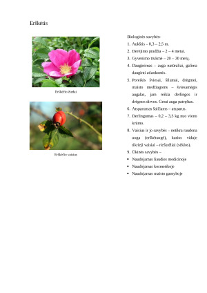 Sodo augalų aprašymas. Konspektas. Paveikslėlis 10