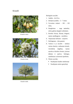 Sodo augalų aprašymas. Konspektas. Paveikslėlis 4