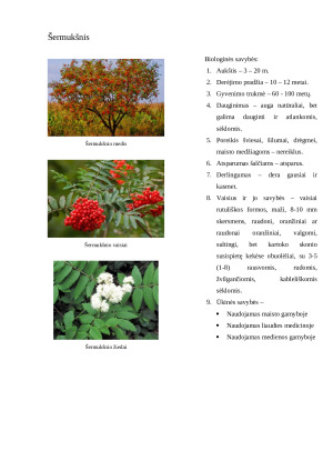 Sodo augalų aprašymas. Konspektas. Paveikslėlis 9