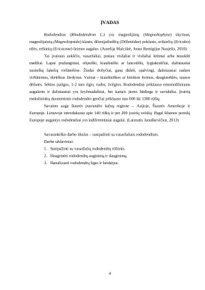 VASARŽALIAI RODODENDRAI. Paveikslėlis 4
