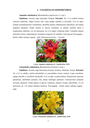 VASARŽALIAI RODODENDRAI. Paveikslėlis 5