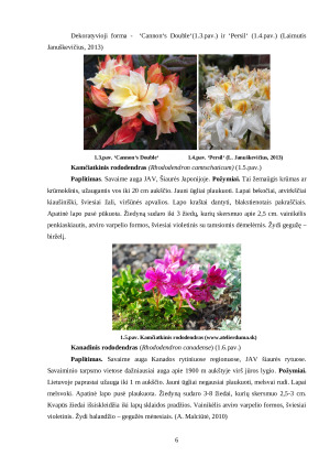 VASARŽALIAI RODODENDRAI. Paveikslėlis 6