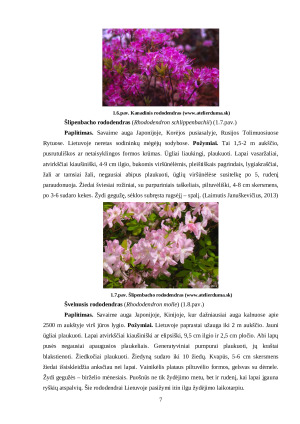 VASARŽALIAI RODODENDRAI. Paveikslėlis 7