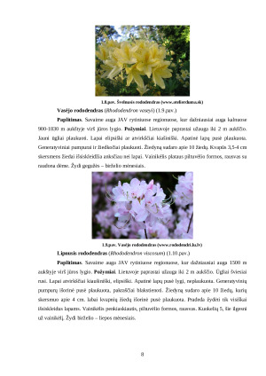 VASARŽALIAI RODODENDRAI. Paveikslėlis 8