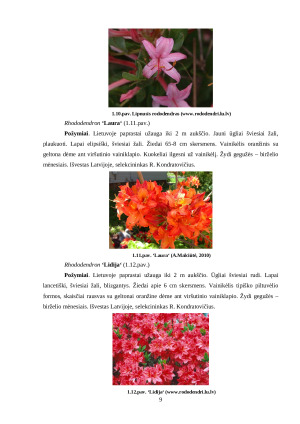 VASARŽALIAI RODODENDRAI. Paveikslėlis 9