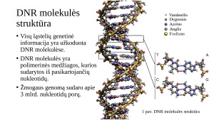 DNR molekulės struktūros pažinimas. Paveikslėlis 3