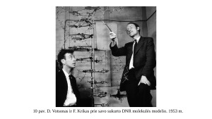 DNR molekulės struktūros pažinimas. Paveikslėlis 9