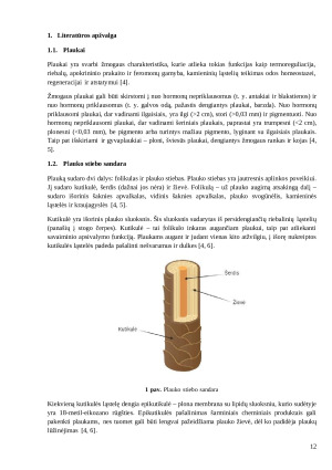 Kietųjų šampūnų, skirtų jautriai galvos odai ir sausiems plaukams, gavimas ir tyrimas. Paveikslėlis 10