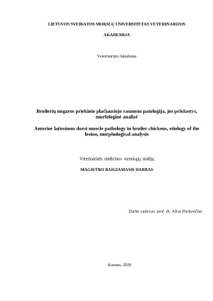 Broilerių nugaros priekinio plačiausiojo raumens patologija, jos priežastys, morfologinė analizė. Paveikslėlis 1
