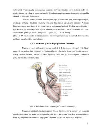 Broilerių nugaros priekinio plačiausiojo raumens patologija, jos priežastys, morfologinė analizė. Paveikslėlis 9