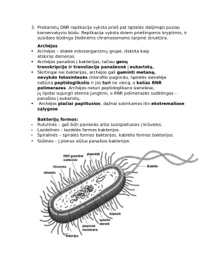 Ląstelės. Biologijos konspektas. Paveikslėlis 5