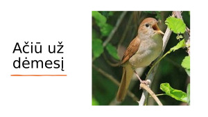 Lakštingala ir rožė. Pristatymas. Paveikslėlis 6