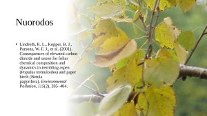 Padidėjusio anglies dioksido ir ozono kiekio pasekmės drebančios drebulės (Populus tremuloides) ir popierinio beržo (Betula papyrifera) lapų cheminei sudėčiai ir dinamikai. Paveikslėlis 10