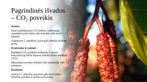 Padidėjusio anglies dioksido ir ozono kiekio pasekmės drebančios drebulės (Populus tremuloides) ir popierinio beržo (Betula papyrifera) lapų cheminei sudėčiai ir dinamikai. Paveikslėlis 5