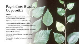 Padidėjusio anglies dioksido ir ozono kiekio pasekmės drebančios drebulės (Populus tremuloides) ir popierinio beržo (Betula papyrifera) lapų cheminei sudėčiai ir dinamikai. Paveikslėlis 6