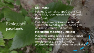 Padidėjusio anglies dioksido ir ozono kiekio pasekmės drebančios drebulės (Populus tremuloides) ir popierinio beržo (Betula papyrifera) lapų cheminei sudėčiai ir dinamikai. Paveikslėlis 7
