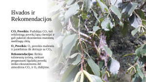 Padidėjusio anglies dioksido ir ozono kiekio pasekmės drebančios drebulės (Populus tremuloides) ir popierinio beržo (Betula papyrifera) lapų cheminei sudėčiai ir dinamikai. Paveikslėlis 8