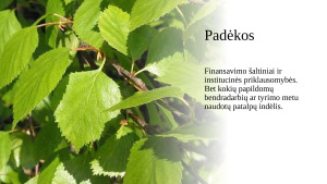 Padidėjusio anglies dioksido ir ozono kiekio pasekmės drebančios drebulės (Populus tremuloides) ir popierinio beržo (Betula papyrifera) lapų cheminei sudėčiai ir dinamikai. Paveikslėlis 9