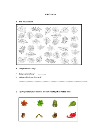 Projektas „ŽALIOJI PAMOKA“. Pamokos planas. Paveikslėlis 6
