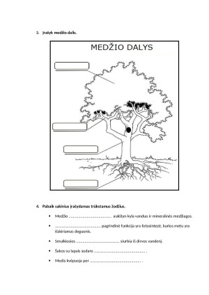 Projektas „ŽALIOJI PAMOKA“. Pamokos planas. Paveikslėlis 7