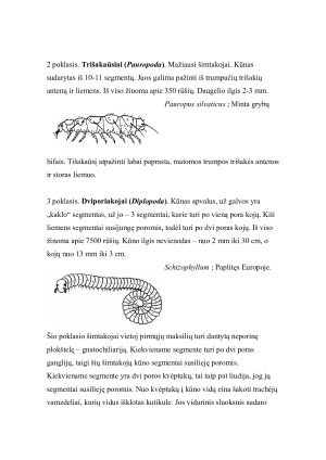 Šimtakojai (Myriapoda). Paveikslėlis 3