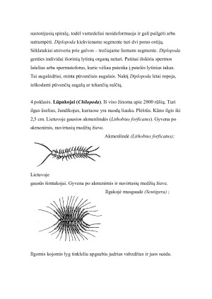 Šimtakojai (Myriapoda). Paveikslėlis 4
