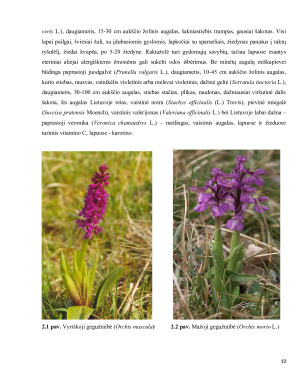 Miškatundrių ir miškapievių biomų augalija bei gyvūnija. Paveikslėlis 10